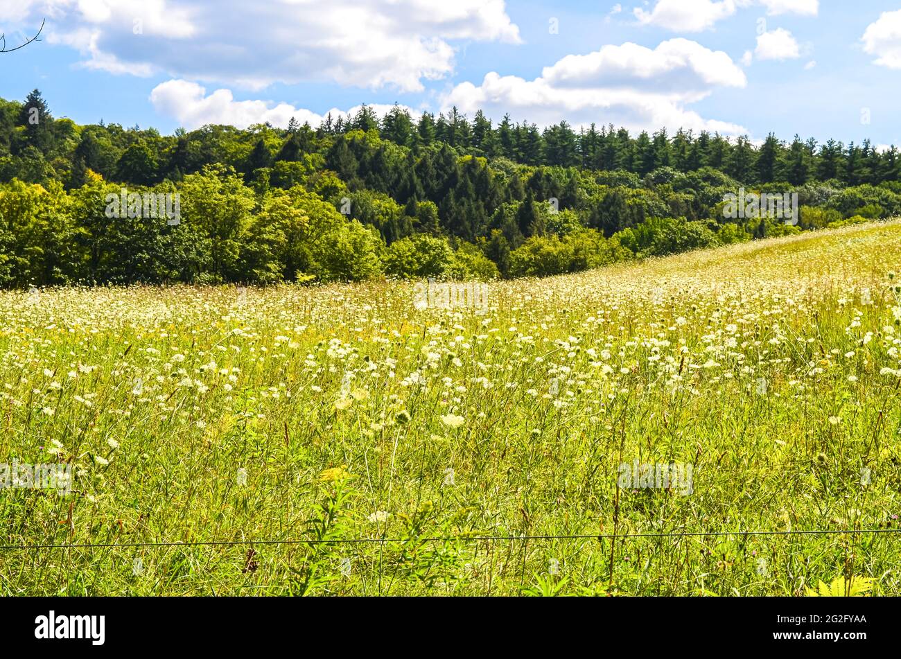 Un campo ondulato di fiori selvatici nella rurale Vermont con alberi sullo sfondo. Spazio di copia. Foto Stock