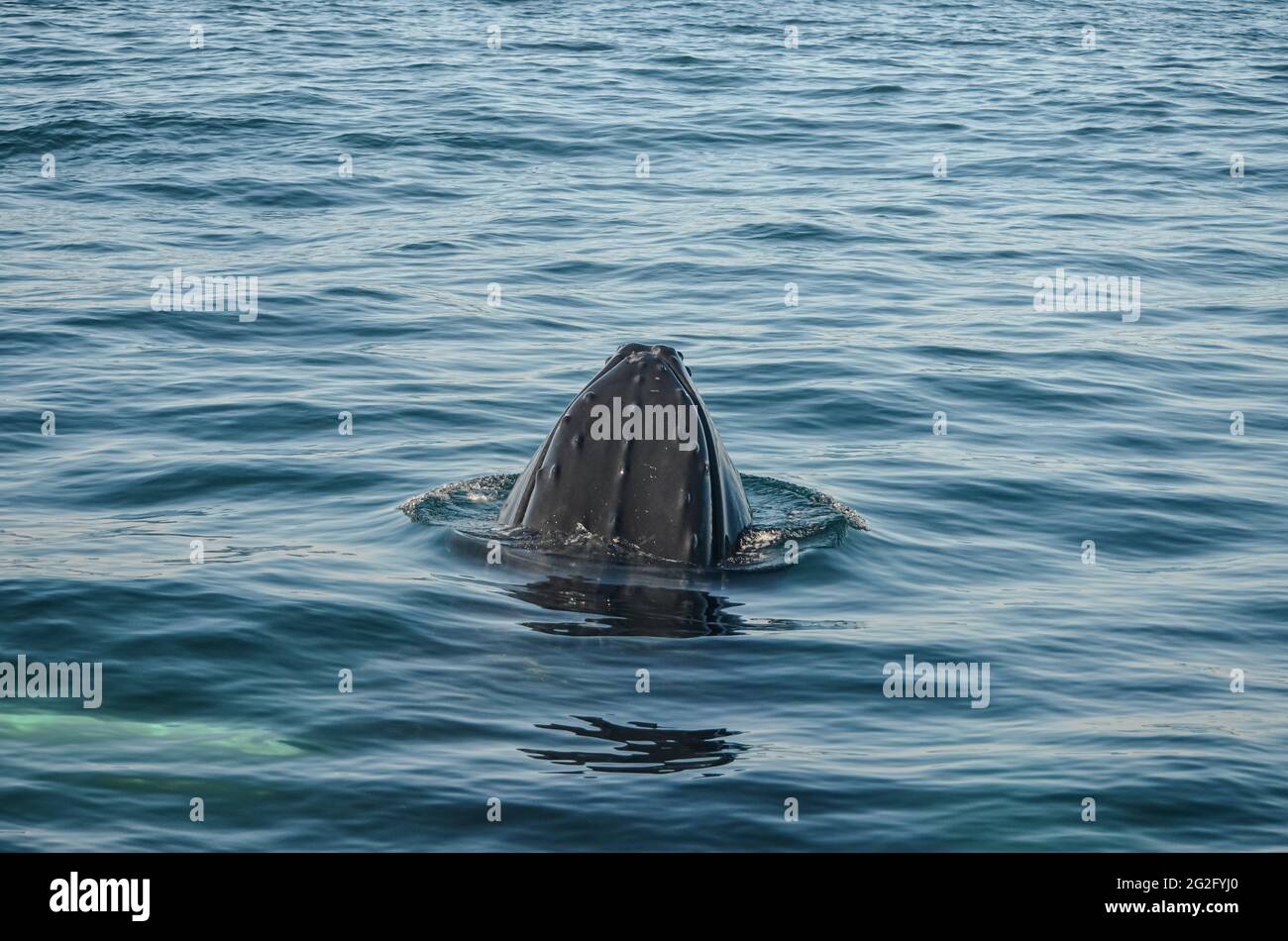 Un vitello di balena Humpback (megaptera novaeangliae) la sua testa si stacca fuori dall'acqua. Spazio di copia. Great South Channel, North Atlantic Ocean. Foto Stock