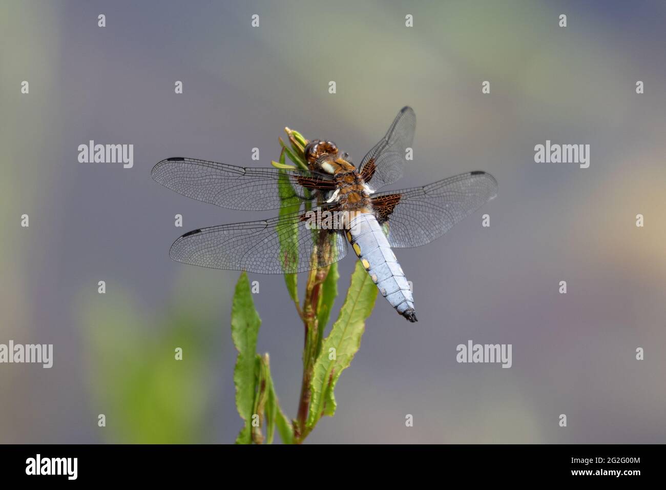 Chaser corposo (maschio) Foto Stock