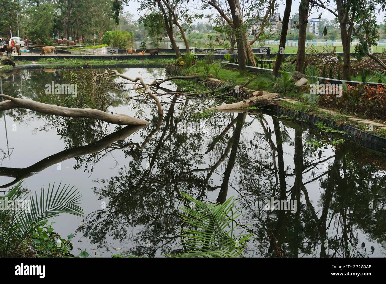 Super ciclone Amphan sradicato alberi che cadde su uno stagno. La devastazione ha fatto cadere molti alberi. Colpo a Howrah, Bengala Occidentale, India. Foto Stock