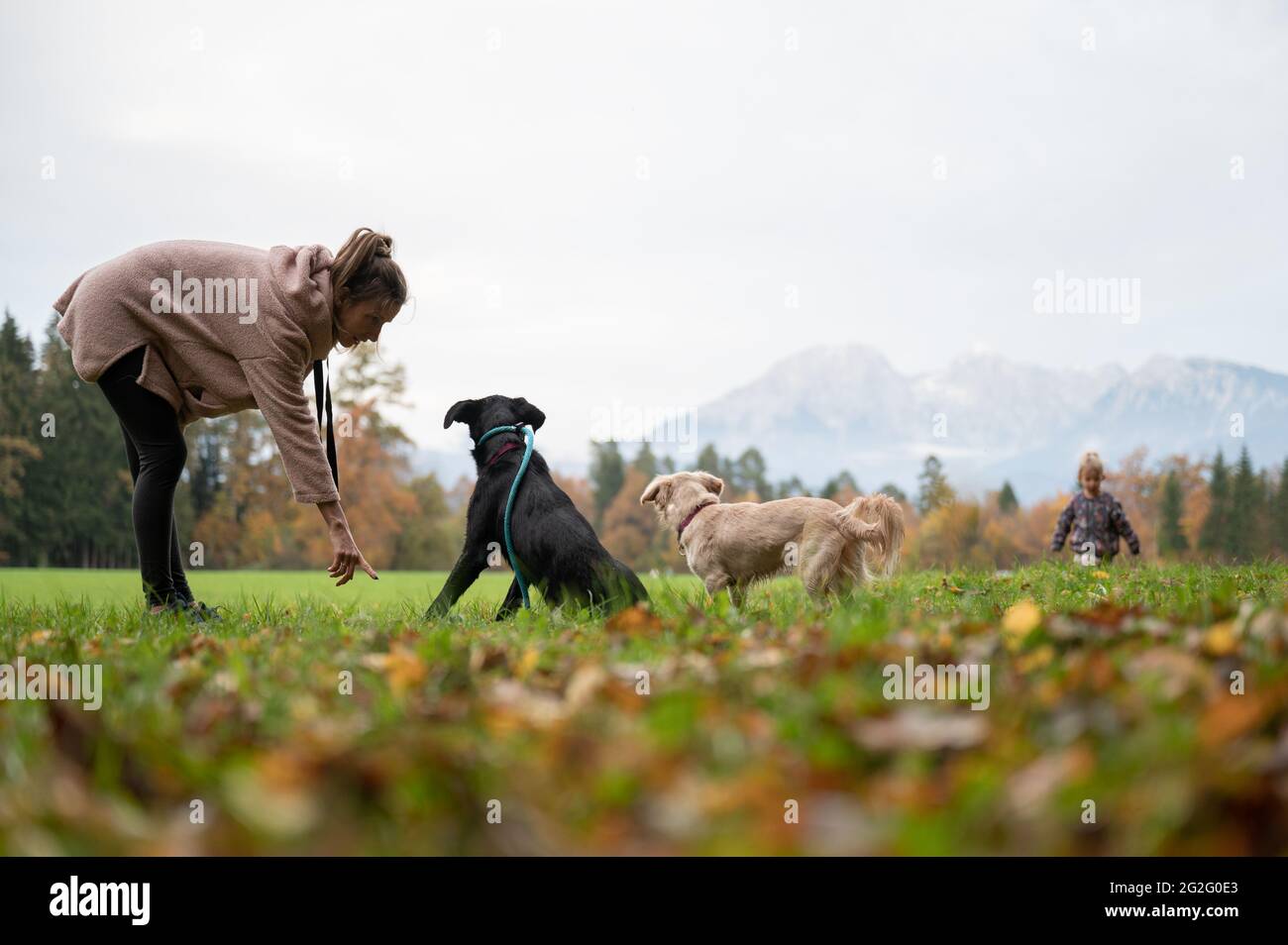 Giovane donna addestrando i suoi due cani in una posizione abbassata all'esterno in un bel prato verde con la sua figlia del toddler che corre giocosamente intorno. Foto Stock