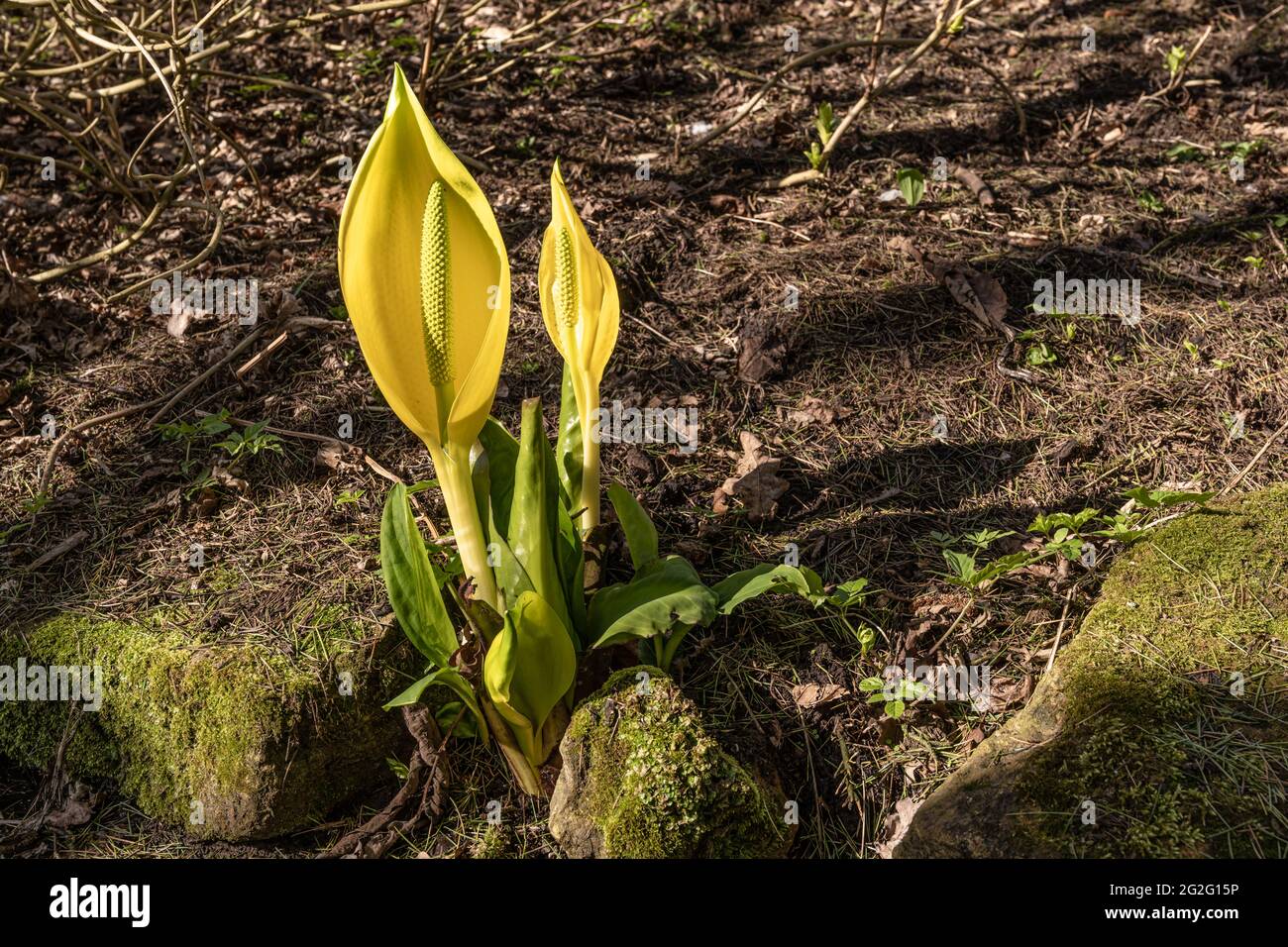 Western Skunk Cabbage (Lysichiton americanus) in Primavera Sunshine Foto Stock