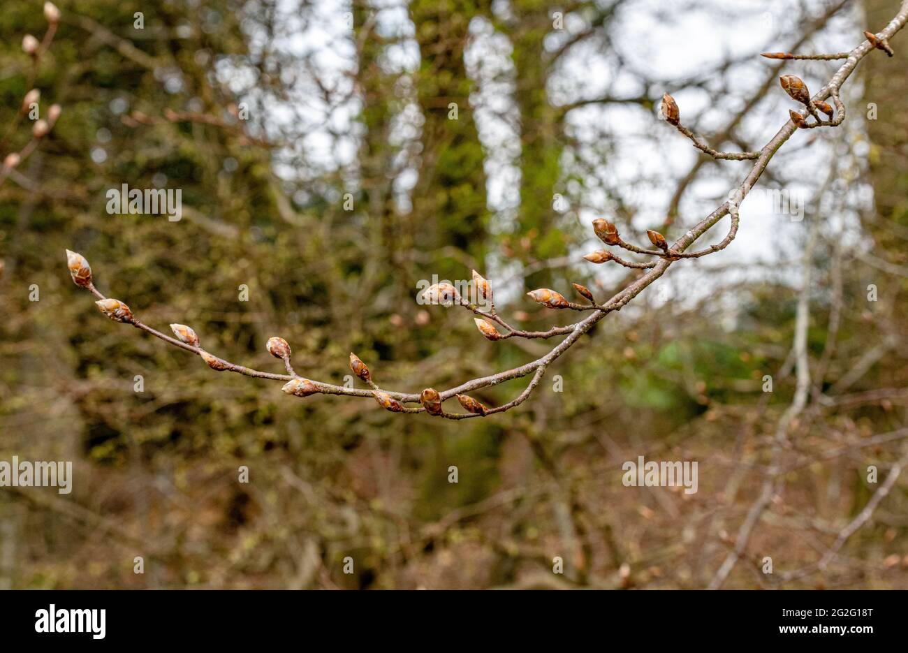 Boccioli di foglie di faggio viola, Fagus Sylvatica Foto Stock