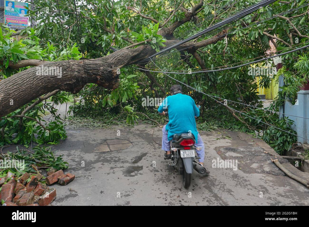 Howrah, Bengala Occidentale, India - 21 maggio 2020 : Super ciclone Amphan albero sradicato che è caduto e bloccato la strada. Cittadino che passa pericolosamente. Foto Stock