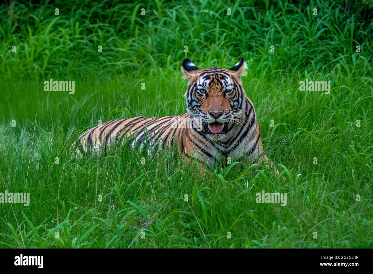 Tiger cub in erba Foto Stock