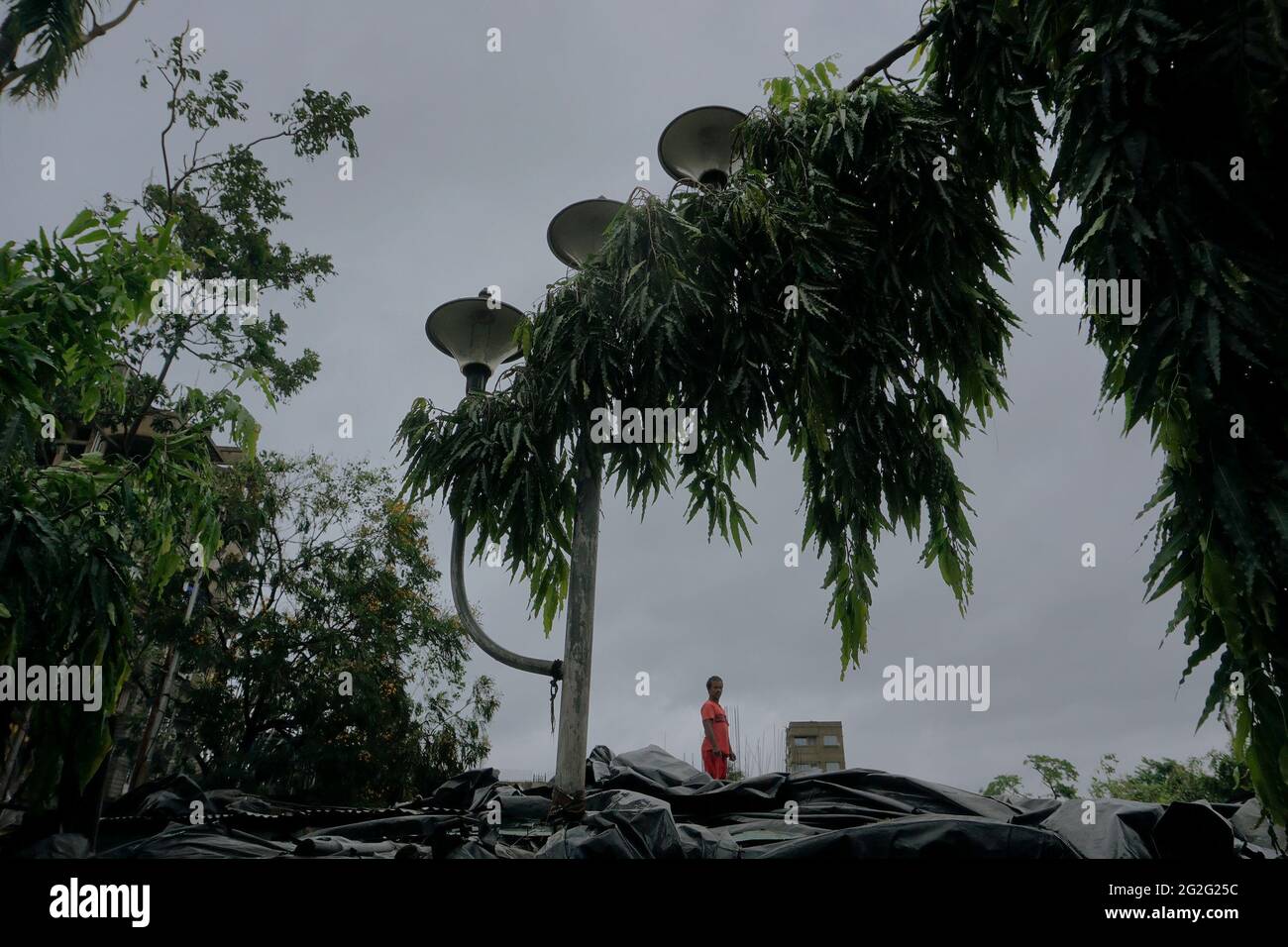 Howrah, Bengala Occidentale, India - 21st Maggio 2020 : Super ciclone Amphan sradicato albero che cadde sul tetto e lo danneggiò severamente. Foto Stock