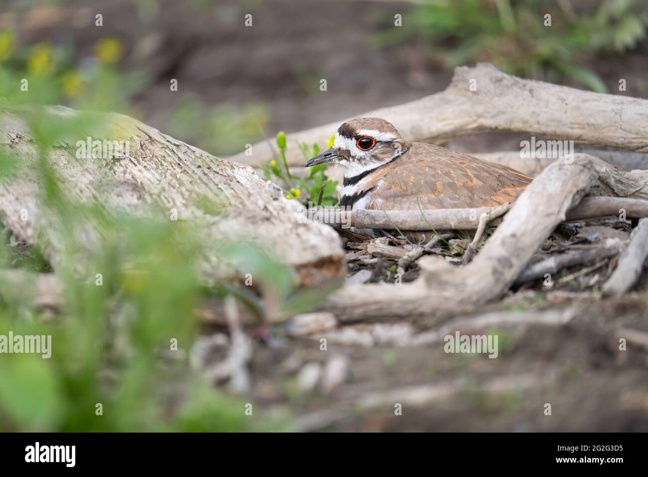 Un killdaer siede sul suo nido alla McLaughlin Bay Wildlife Reserve a Oshawa, Ontario. Foto Stock
