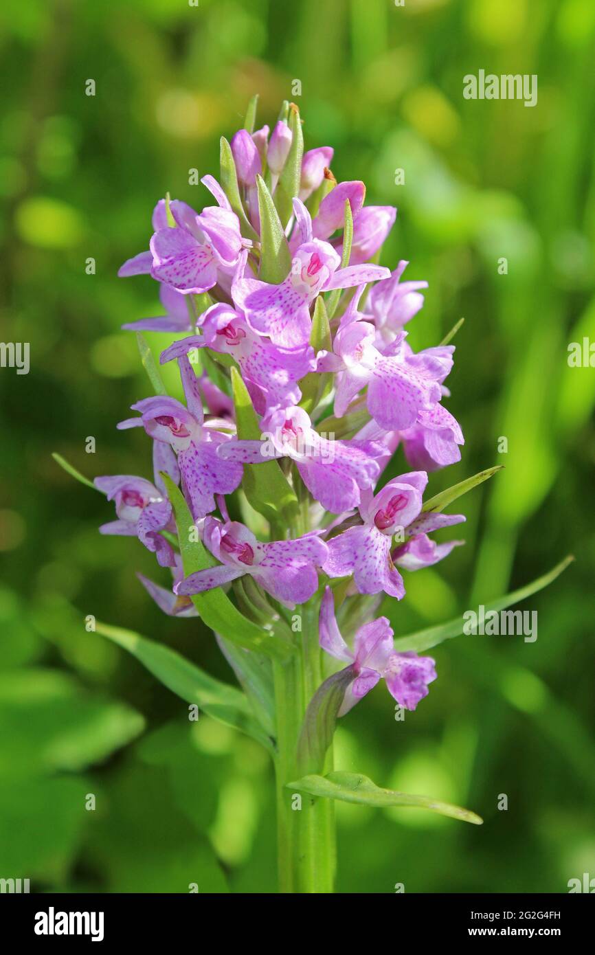 Southern Marsh-orchidea Dactylorhiza Praetermissa Foto Stock