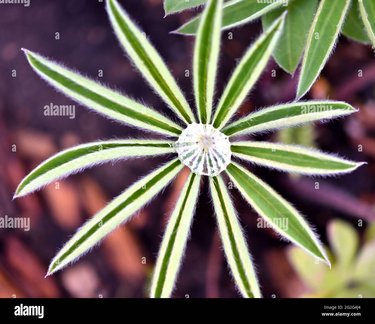 Primo piano foto di una goccia d'acqua ottagonale al centro delle foglie verdi di una pianta lupino. Foto Stock
