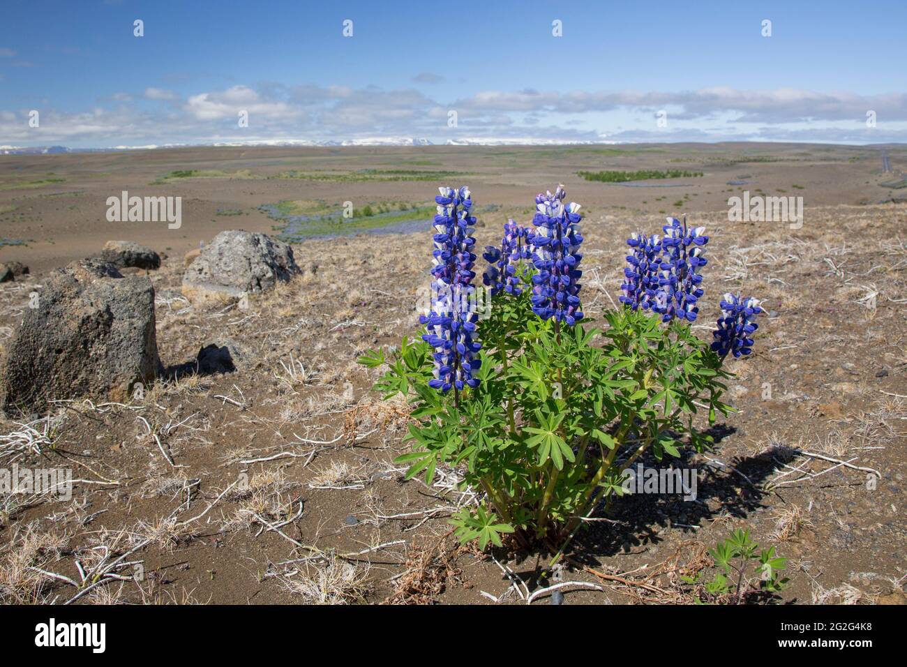 Nootka lupino (Lupinus nootkatensis) in fiore sulla tundra islandese in estate, specie invasive in Islanda ma nativo del Nord America Foto Stock