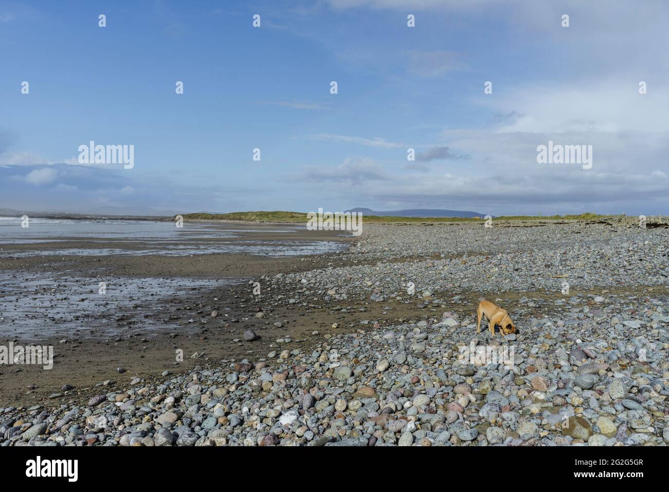 Cane sulla spiaggia di pietra in Irlanda Foto Stock