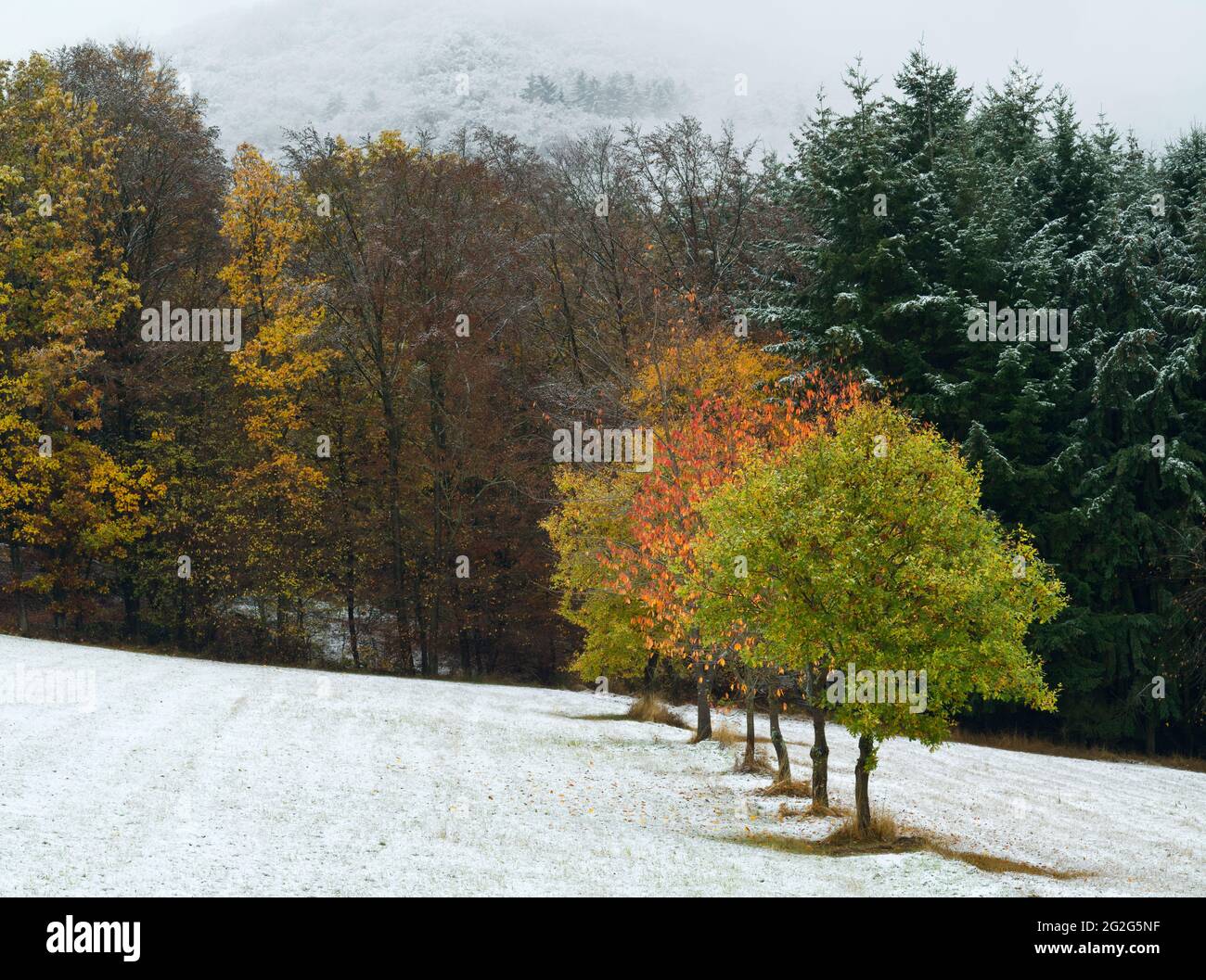 Europa, Germania, Assia, entroterra, Parco Naturale di Lahn-Dill-Bergland, Gladenbach, gruppo di alberi in colori autunnali in un paesaggio innevato Foto Stock