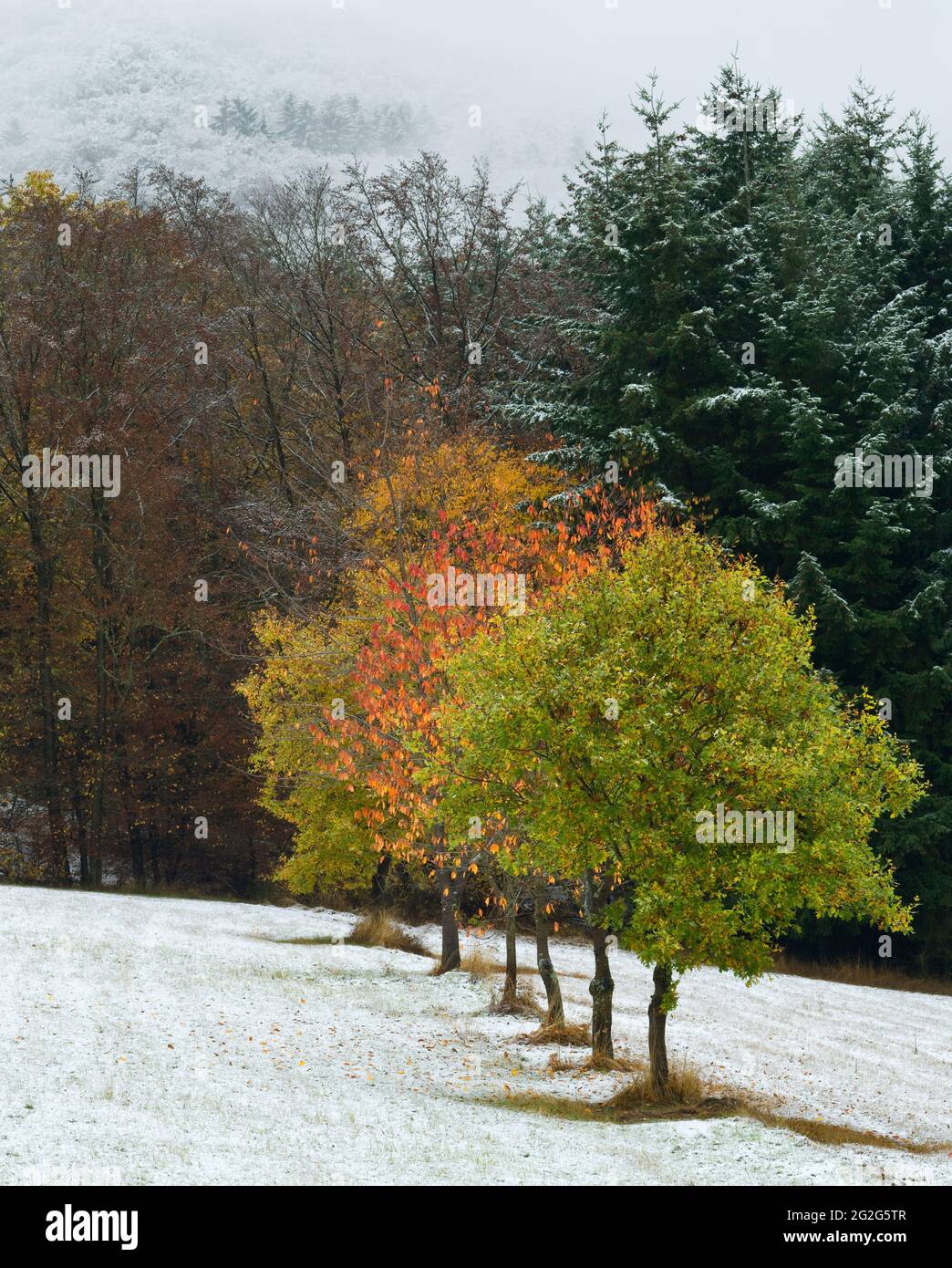 Europa, Germania, Assia, entroterra, Parco Naturale di Lahn-Dill-Bergland, Gladenbach, gruppo di alberi in colori autunnali in un paesaggio innevato Foto Stock