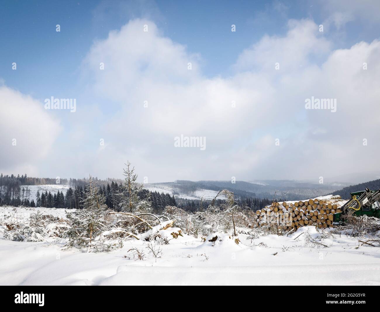 Abete rosso morte nel Sauerland nella neve Foto Stock