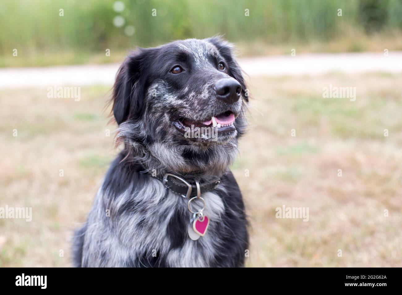 Un cane australiano Shepherd mix oscuro si siede in zona erbosa Foto Stock