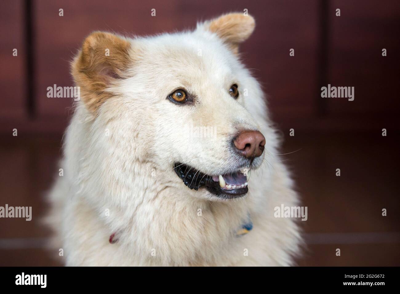 Primo piano ritratto di bianco oro retriever pastore tedesco mix Foto Stock