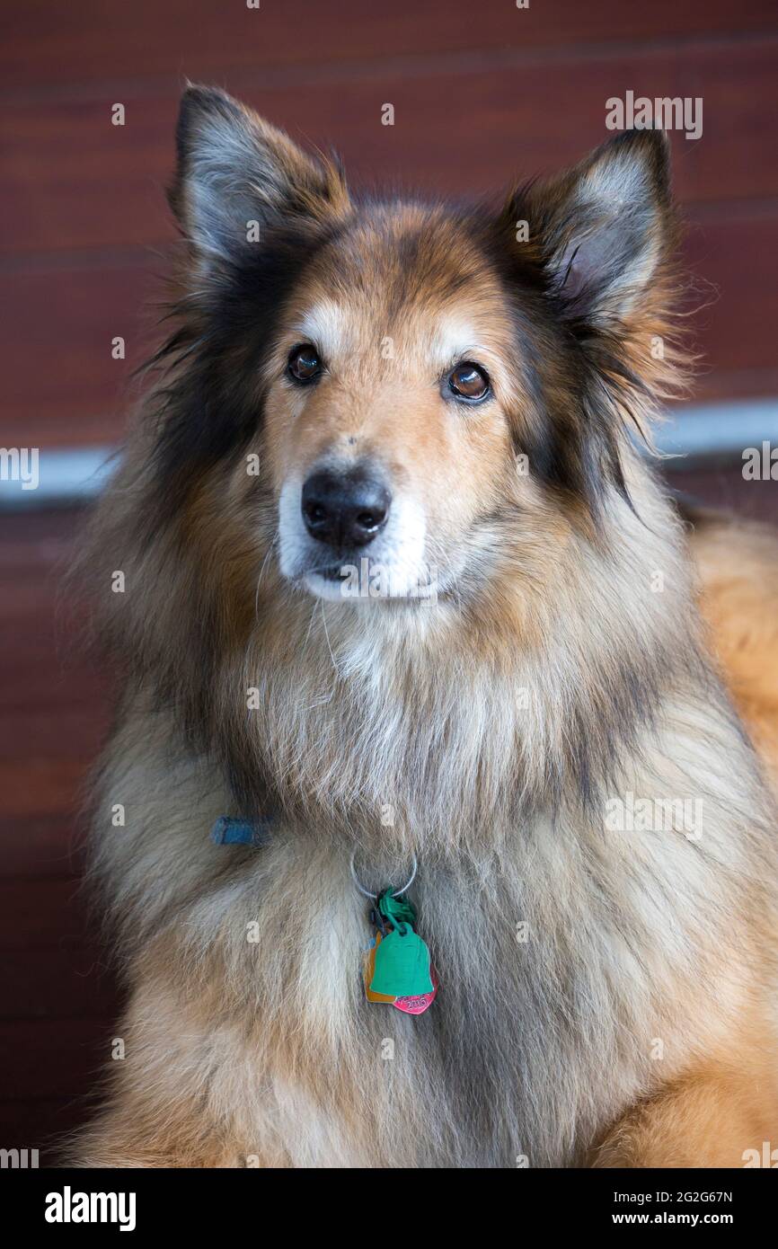 Un ritratto ravvicinato di collie cane mix sdraiato su legno pavimento interno Foto Stock