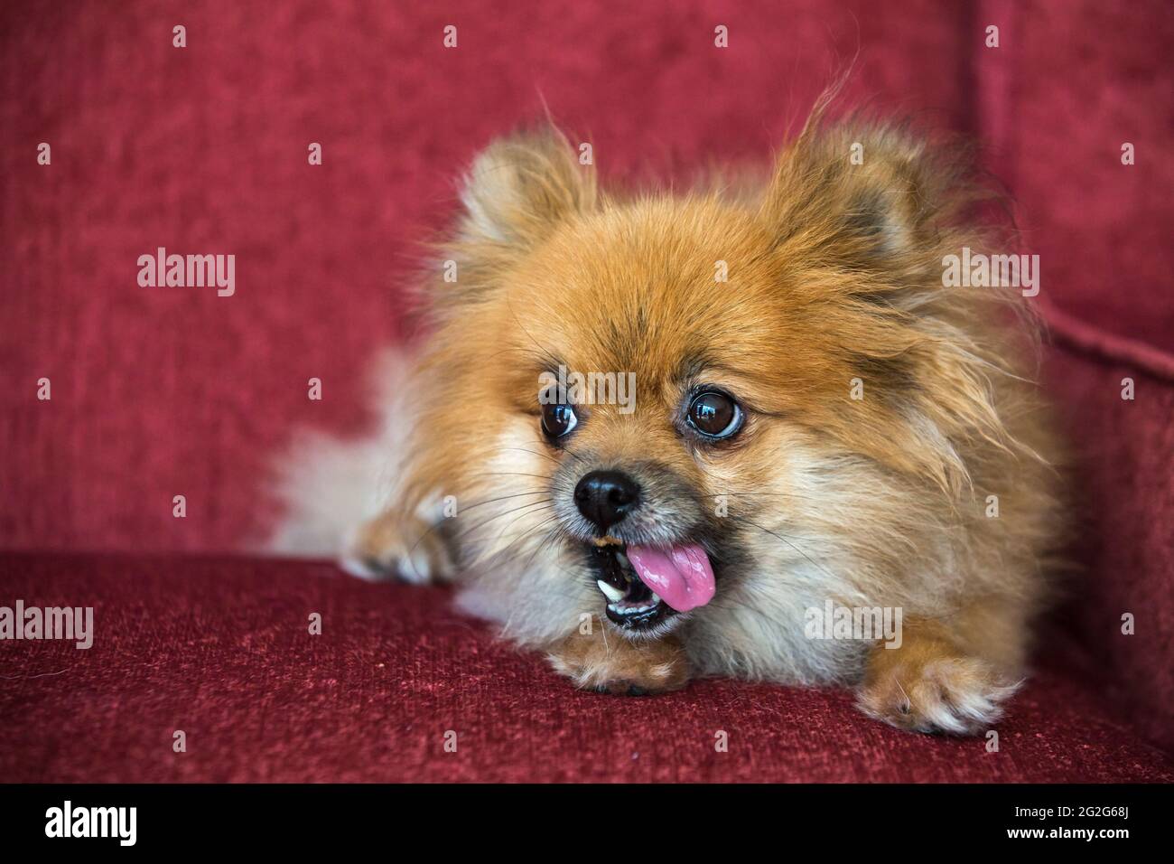 Primo piano ritratto di un cane di Pomerania su sedia rossa con lingua fuori Foto Stock