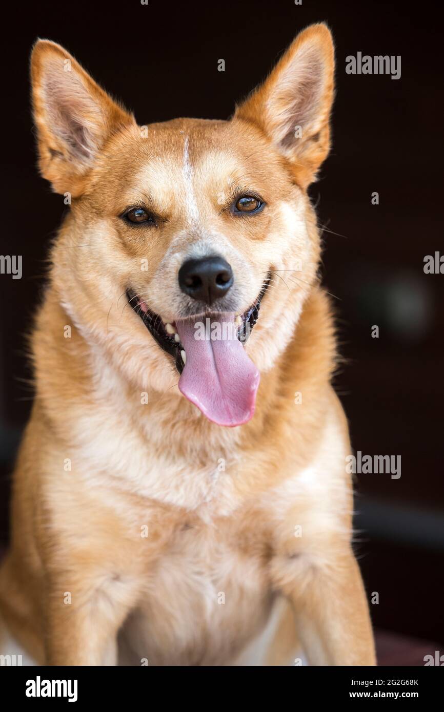 Un ritratto in primo piano di gallese Corgi cane mix con lingua appesa w Foto Stock