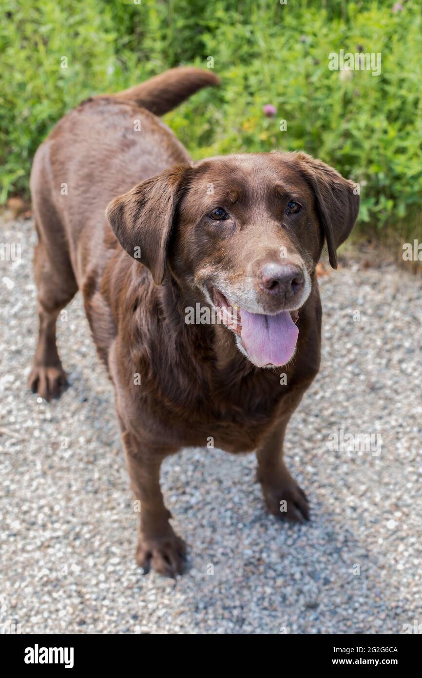 Un ritratto in primo piano del cane labrador al cioccolato in zona erbosa Foto Stock