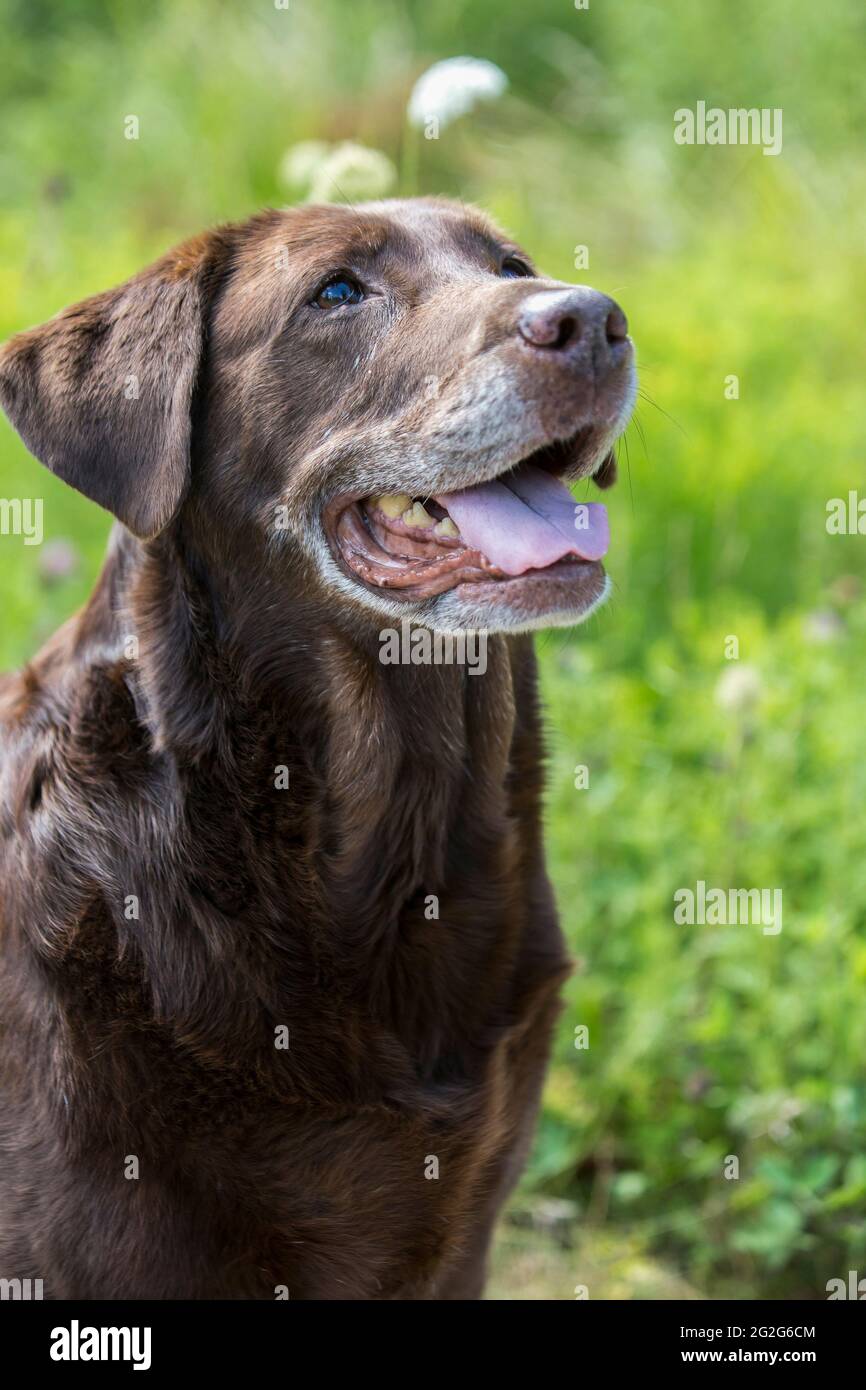 Un ritratto in primo piano del cane labrador al cioccolato in zona erbosa Foto Stock