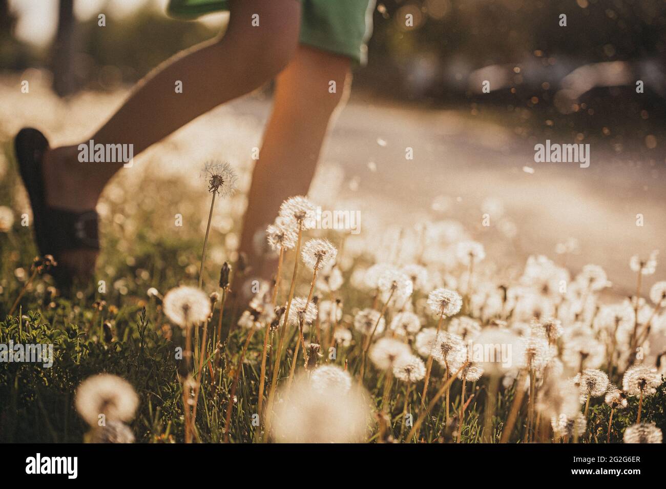 Le gambe del bambino che camminano attraverso il campo dei fiori di dente di leone nella giornata di sole. Foto Stock