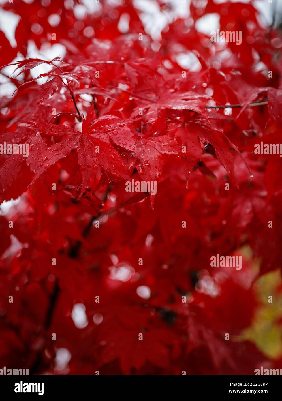 Foglie rosse dall'albero dell'acero del sangue Foto Stock