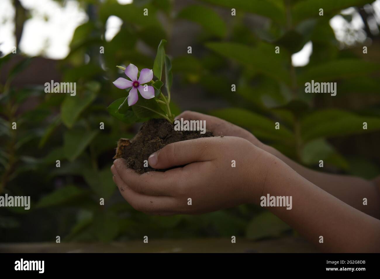 Piante verdi naturali con fiori nel giardino esterno della terrazza, India, Asia Foto Stock