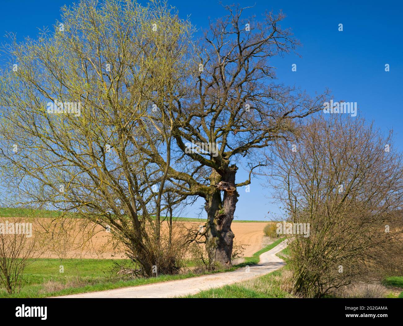 Europa, Germania, Assia, entroterra, Parco Naturale di Lahn-Dill-Bergland, Gladenbach, vecchia quercia vicino a Weitershausen Foto Stock