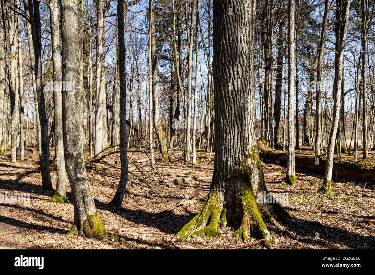 Europa, Polonia, Podlaskie Voivodato, Foresta di Bialowieza / Puszcza Bialowieska - Bialowieza Nationalpark - Kosy Most Foto Stock