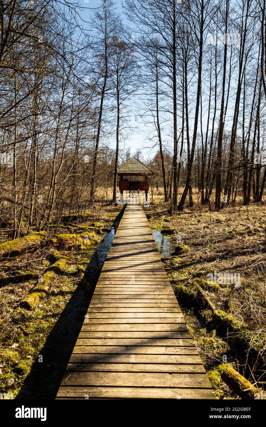 Europa, Polonia, Podlaskie Voivodato, Foresta di Bialowieza / Puszcza Bialowieska - Bialowieza Nationalpark - Kosy Most Foto Stock