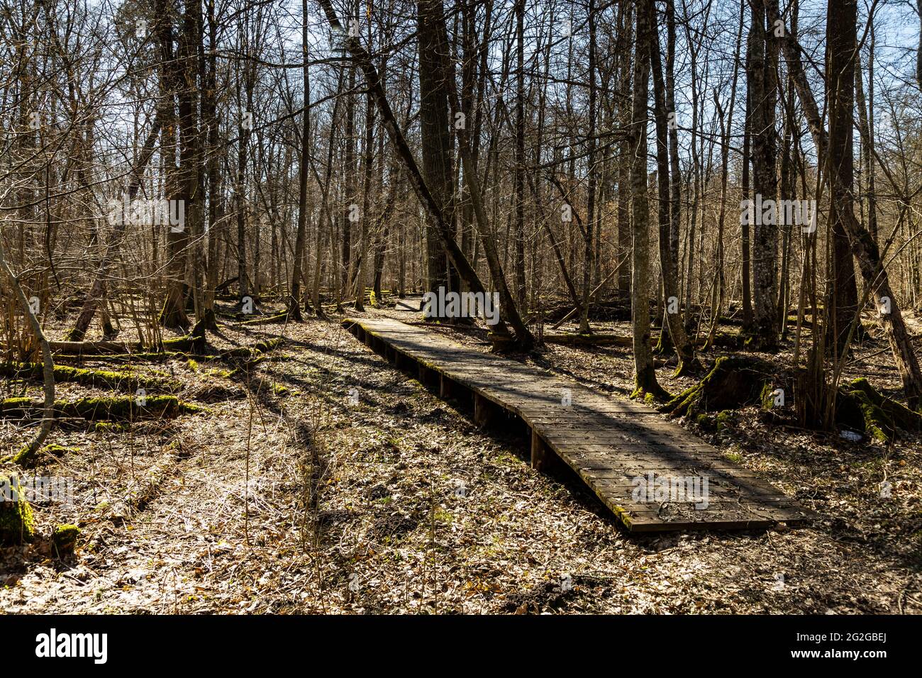 Europa, Polonia, Podlaskie Voivodato, Foresta di Bialowieza / Puszcza Bialowieska - Bialowieza Nationalpark - Kosy Most Foto Stock