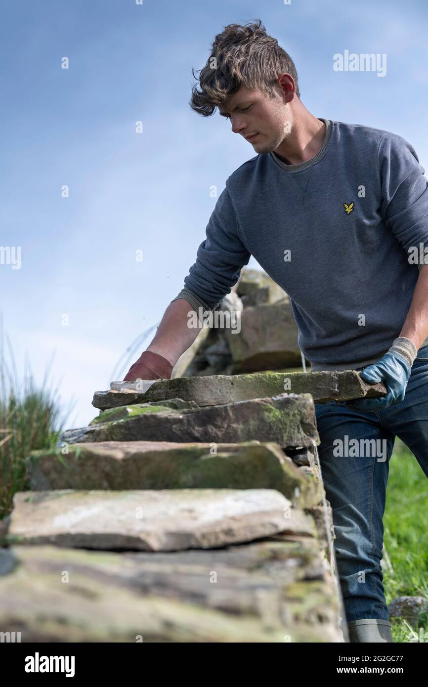 Drystone wallers al lavoro, riparando i confini del campo a Wensleydale, North Yorkshire, UK. Foto Stock