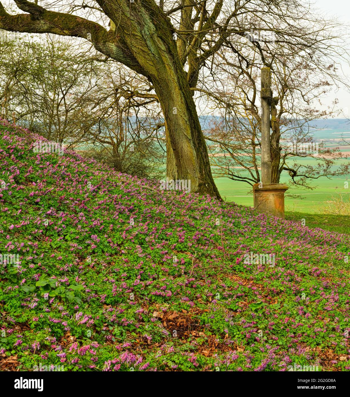 Europa, Germania, Assia, Marburger Land, Vogelsberg Geopark, Amöneburg, riserva naturale, habitat FFH, natura 2000, sperone di larice cavo in fiore, albero d'acero, crocifisso, vista sul bacino di Amöneburg Foto Stock