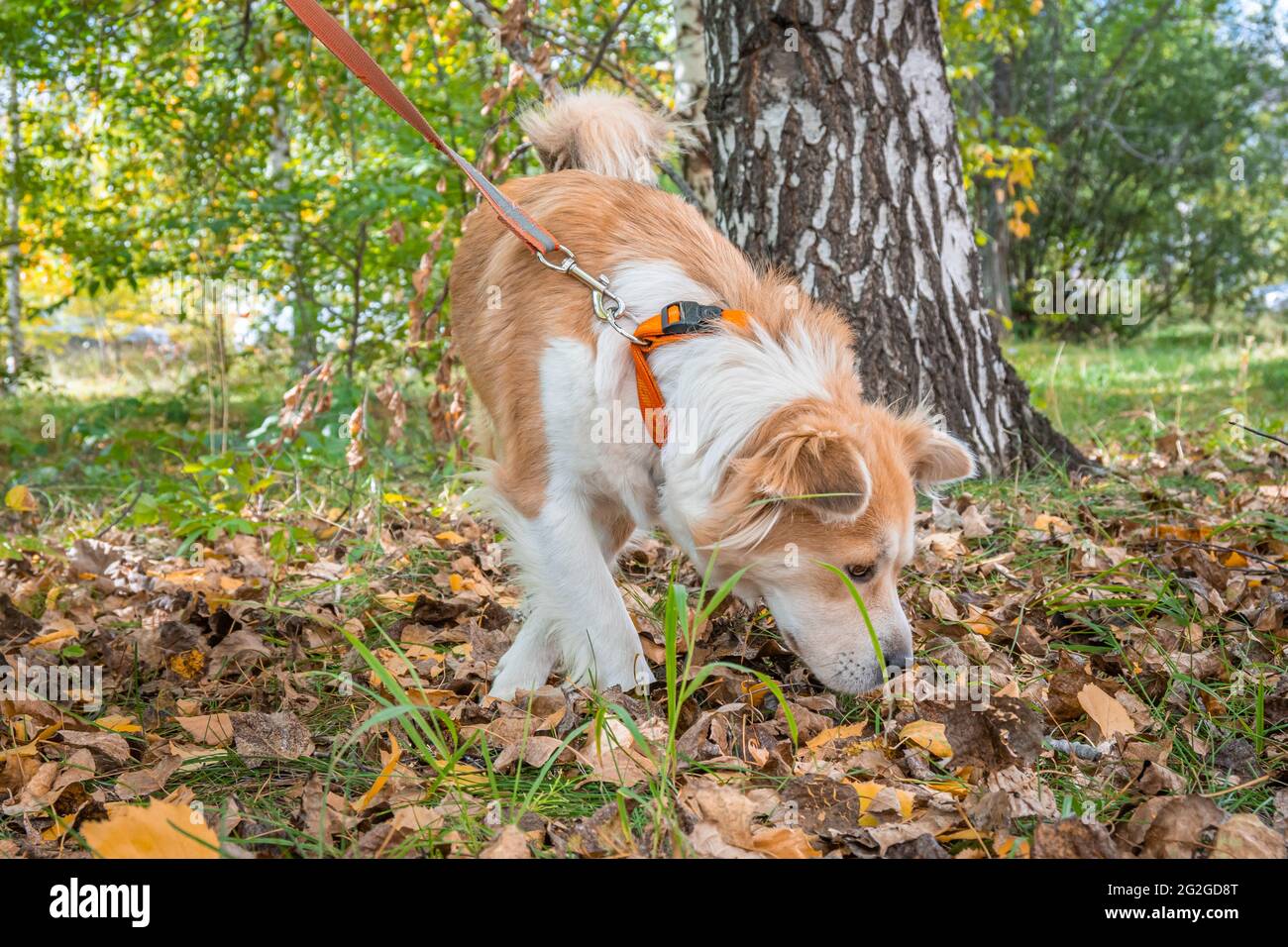 Un cane al guinzaglio nella foresta autunnale sniffa con cura il terreno Foto Stock