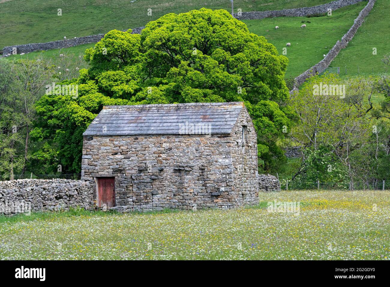 Prati di fiori selvaggi con fienile di pietra tradizionale in, Muker, Swaledale, Yorkshire Dales National Park, Regno Unito. Foto Stock