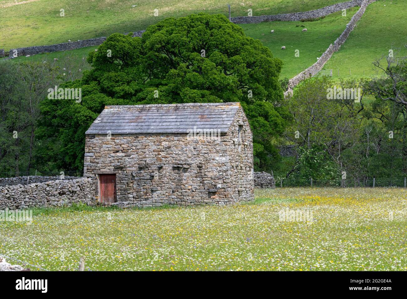 Prati di fiori selvaggi con fienile di pietra tradizionale in, Muker, Swaledale, Yorkshire Dales National Park, Regno Unito. Foto Stock