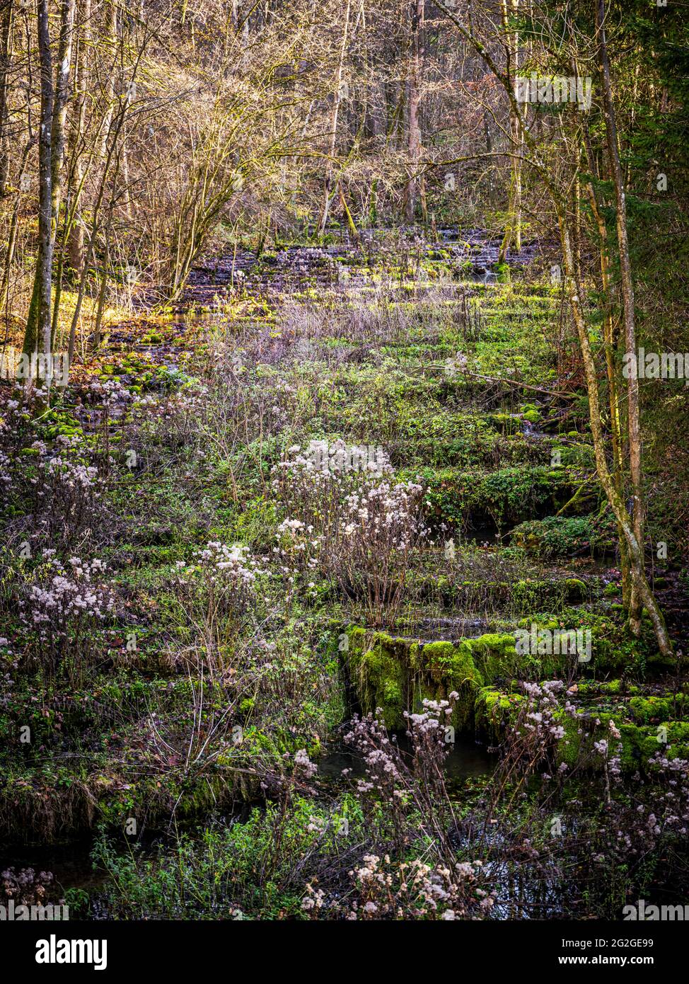 Lillach primavera in Franconia Svizzera, Baviera Foto Stock