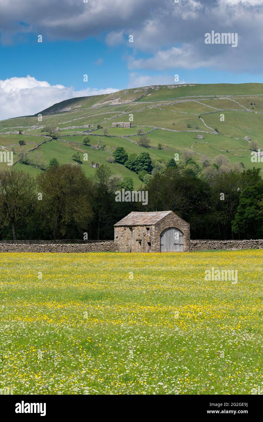 Prati di fiori selvaggi con fienile di pietra tradizionale in, Muker, Swaledale, Yorkshire Dales National Park, Regno Unito. Foto Stock