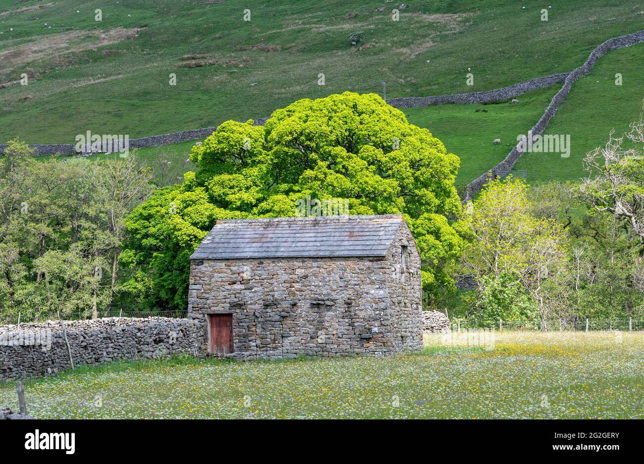 Prati di fiori selvaggi con fienile di pietra tradizionale in, Muker, Swaledale, Yorkshire Dales National Park, Regno Unito. Foto Stock