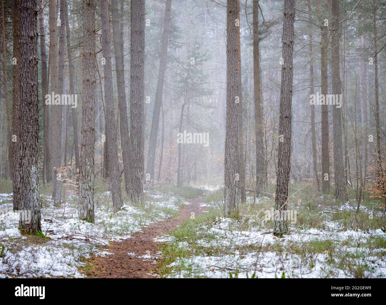 Foresta in inverno nella nebbia Foto Stock