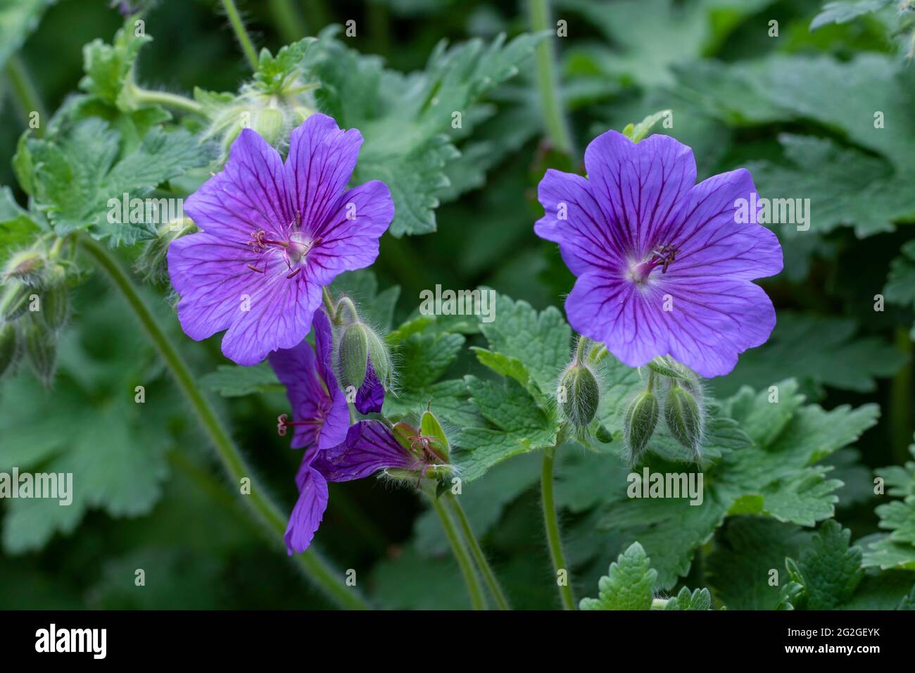 I gerani blu della Cranesbill di Johnson Foto Stock