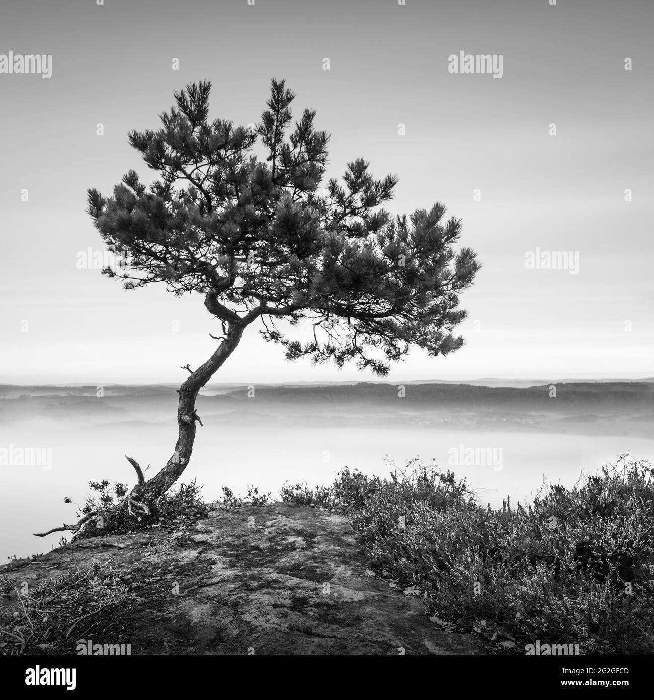 Il pino solitario sopra le nuvole del Lilienstein nei monti Elbe in pietra arenaria. Foto Stock