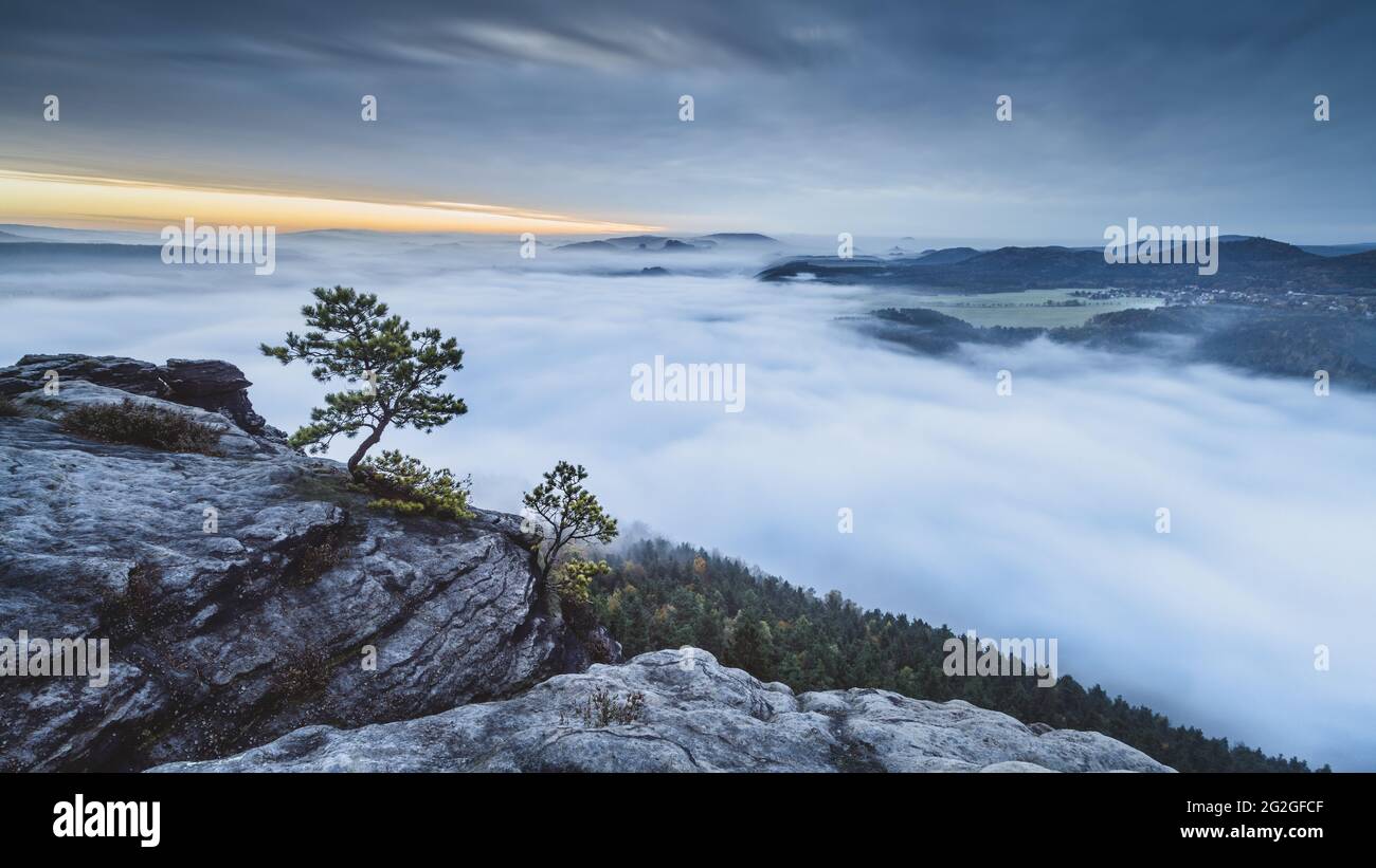 Piccoli pini sul Lilienstein sopra le nuvole all'alba nelle montagne di arenaria dell'Elba. Foto Stock