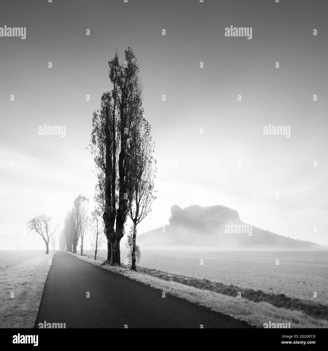 Foggy Pioppo viale su Lilienstein nelle montagne di pietra arenaria Elbe. Foto Stock