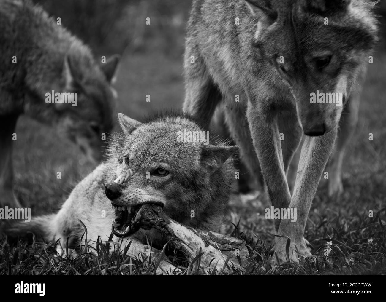Lupi grigi nella natura, Georgia Foto Stock