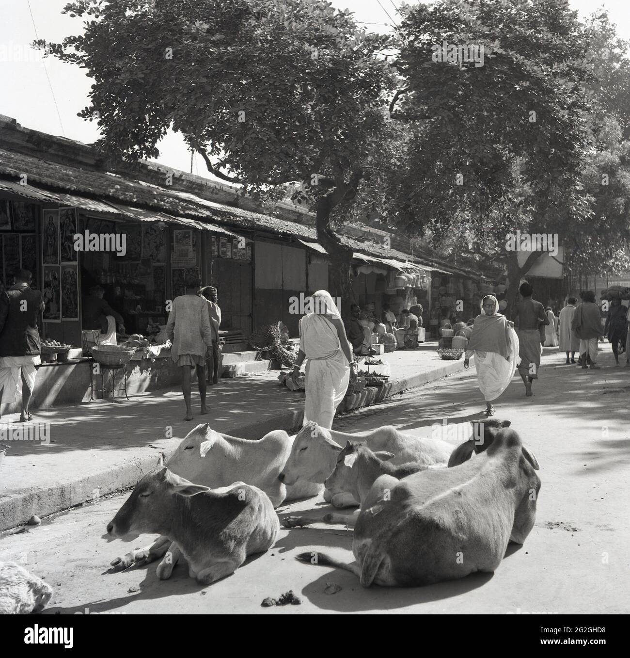Anni '50, foto storica di J Allan Cash di una scena di strada a Delhi, India, con un piccolo mercato come negozi al dettaglio, la gente locale e con mucche sdraiati a terra nel mezzo della strada. La mucca è venerata come sacra nella religione indù come praticata dalla maggior parte della gente in India e le mucche vaganti erano in questa era - e ancora oggi - un luogo comune nelle città e nei villaggi. Molte parti dell'India vietano la macellazione delle mucche e vi sono leggi per proteggere l'animale. Foto Stock