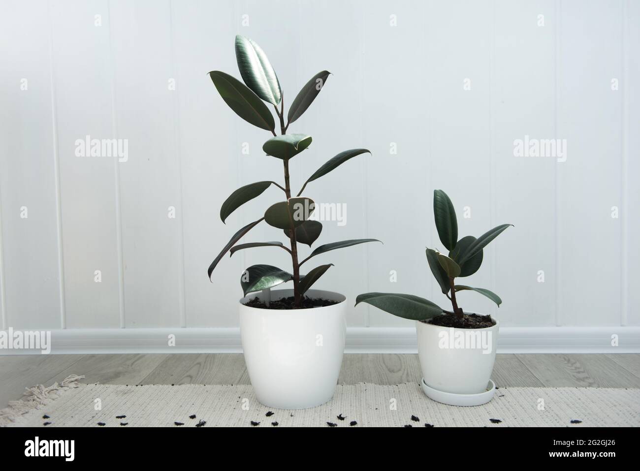 Due piante di casa con Ficus pianta in vaso, Ficus Elastica Borgogna o gomma pianta Foto Stock