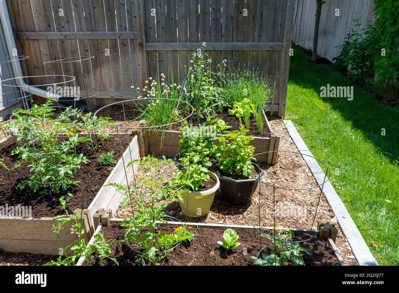 Questo piccolo giardino urbano del cortile contiene i letti rialzati quadrati di piantatura per la coltivazione di verdure ed erbe durante l'estate. Foto Stock