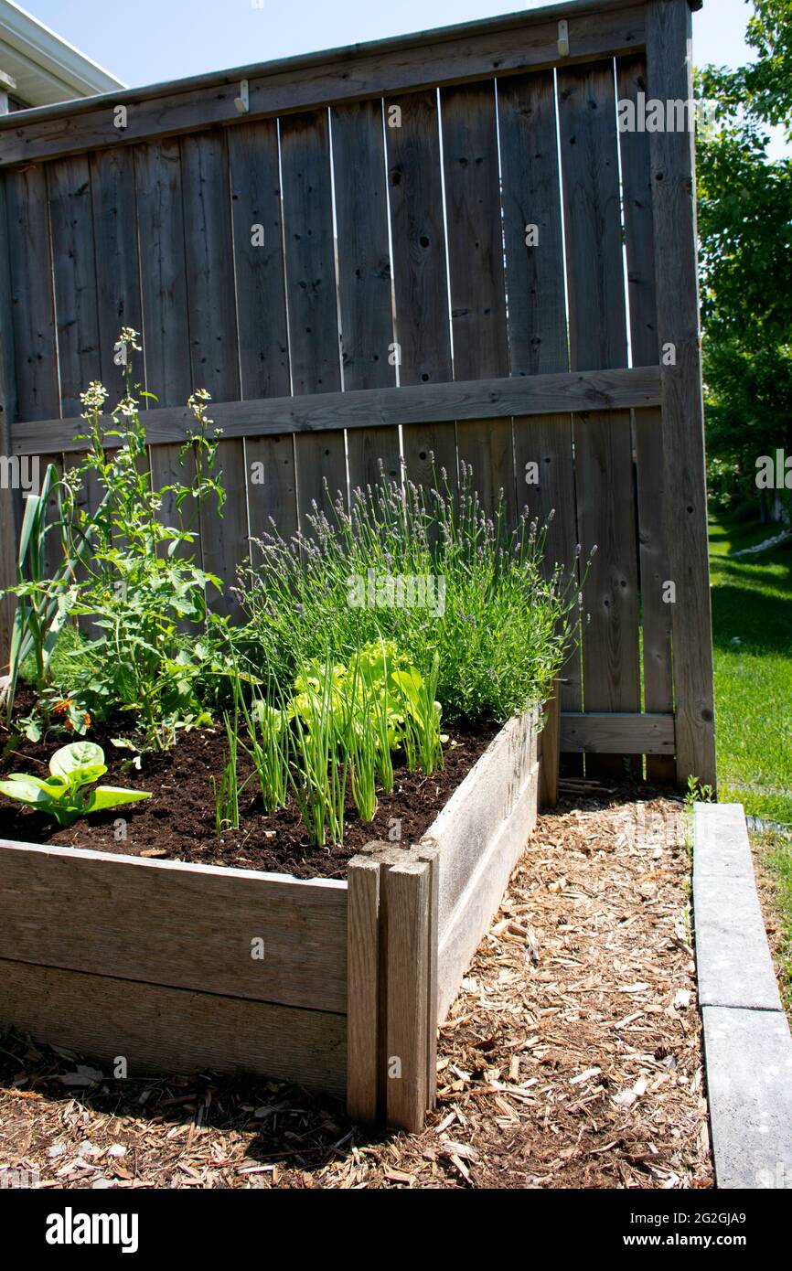 Questo piccolo giardino urbano del cortile contiene i letti rialzati quadrati di piantatura per la coltivazione di verdure ed erbe durante l'estate. Foto Stock